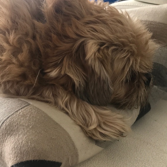 Meet your Posher, Amber - Picture 1 of 1